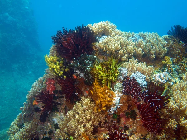 Deniz lily, vietnam — Stok fotoğraf