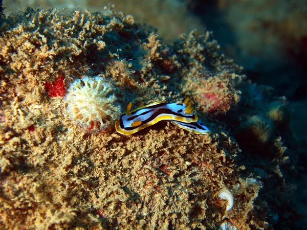 Havet slug, vietnam — Stockfoto