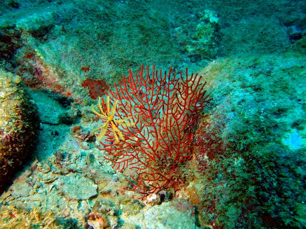 Gorgone coral, Vietname — Fotografia de Stock