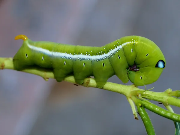 Raupe des tropischen Schmetterlings, Vietnam — Stockfoto