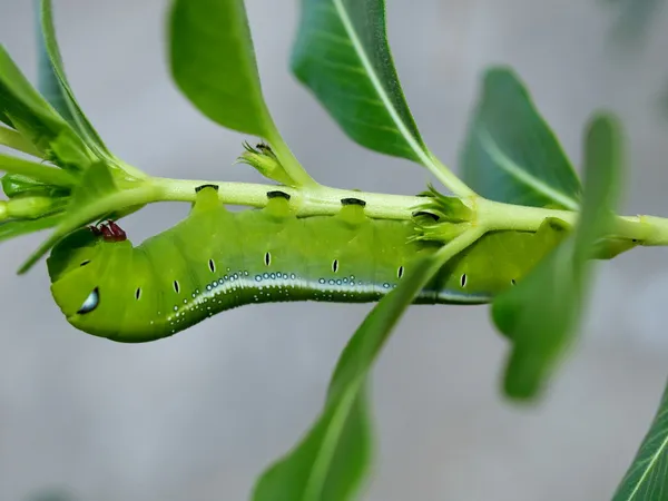 Oruga de la mariposa tropical, Vietnam — Foto de Stock