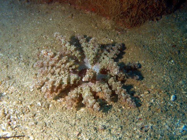 Soft coral, Vietnam — Stock Photo, Image