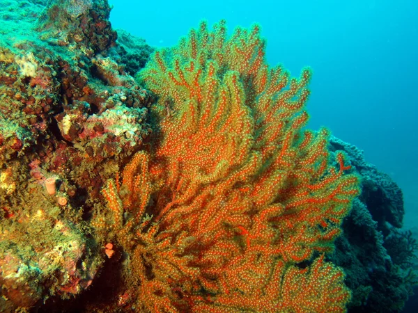 Gorgone corail, Vietnam — Photo