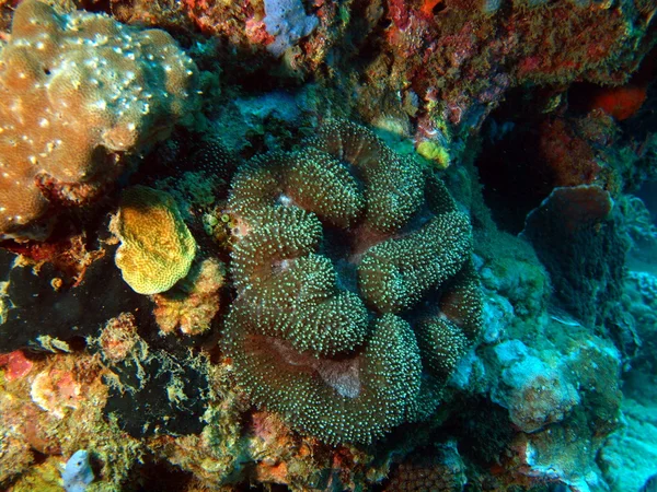 Stone coral, Vietnam — Stock Photo, Image