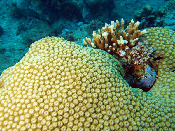 Stone coral, Vietnam — Stock Photo, Image