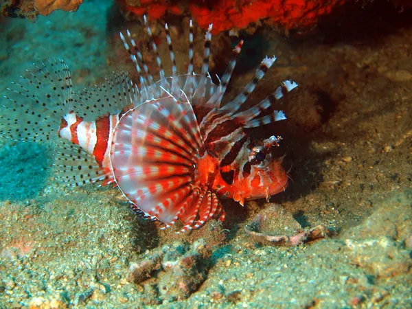 Scorpionfish, Vietnam — Stok fotoğraf