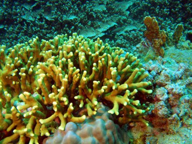 taş mercan, vietnam