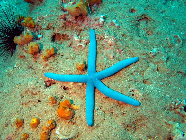 Starfish, Vietname, Nha Trang — Fotografia de Stock
