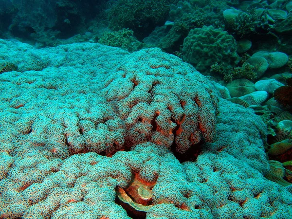 Coral de pedra, Vietname — Fotografia de Stock