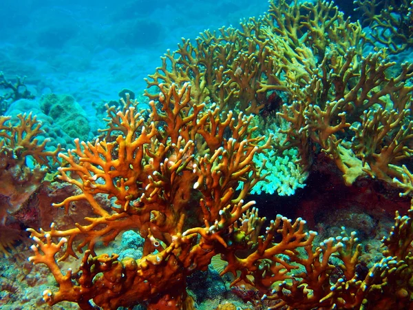 Stone coral, Vietnam — Stock Photo, Image