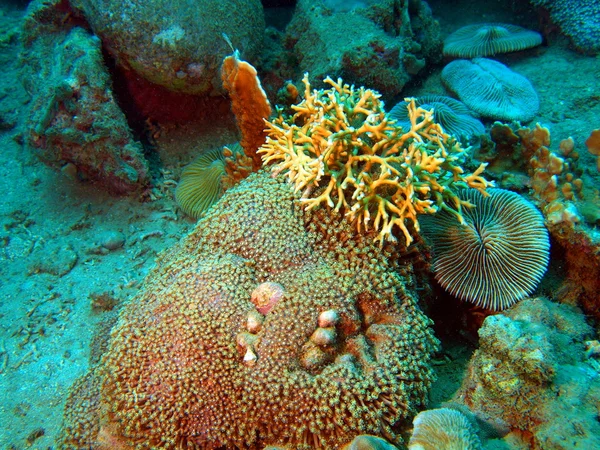 Stone coral, Vietnam — Stock Photo, Image