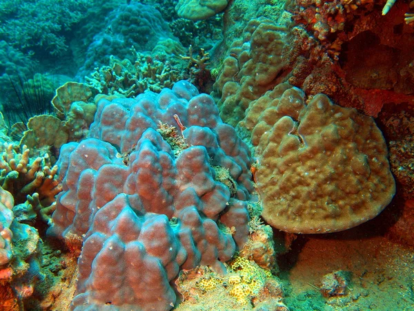 Stenen koraal, vietnam — Stockfoto