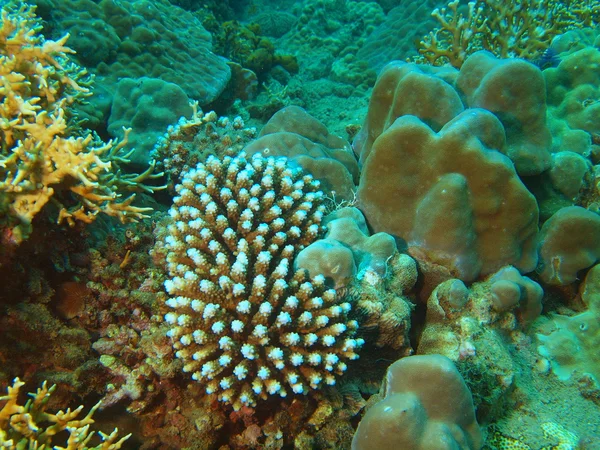 Coral de pedra, Vietname — Fotografia de Stock