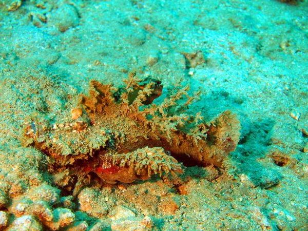 Scorpionfish, Vietnam — Stockfoto