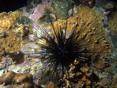 Deniz kestanesi, vietnam