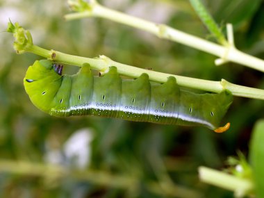 Caterpillar tropikal kelebek, vietnam