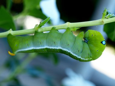 Caterpillar tropikal kelebek, vietnam