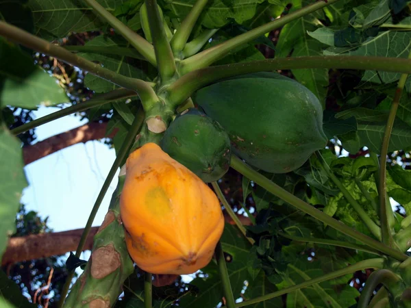 Frukterna av tropiska fruktträd, vietnam — Stockfoto