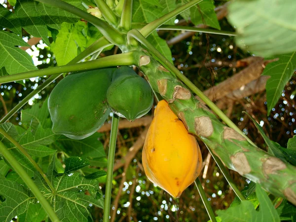 Fruits of tropical fruit trees, Vietnam — Stock Photo, Image