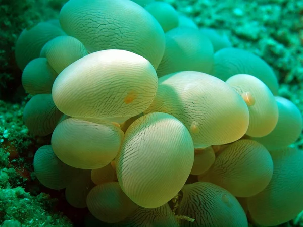 Zachte koraal, vietnam — Stockfoto