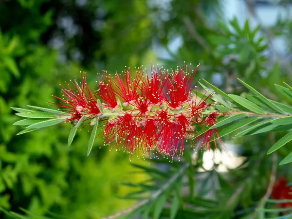 Flowers of tropical plants, Vietnam — Stock Photo, Image