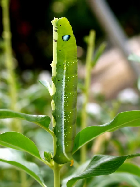 Caterpillar of the tropical butterfly, Vietnam — Stock Photo, Image