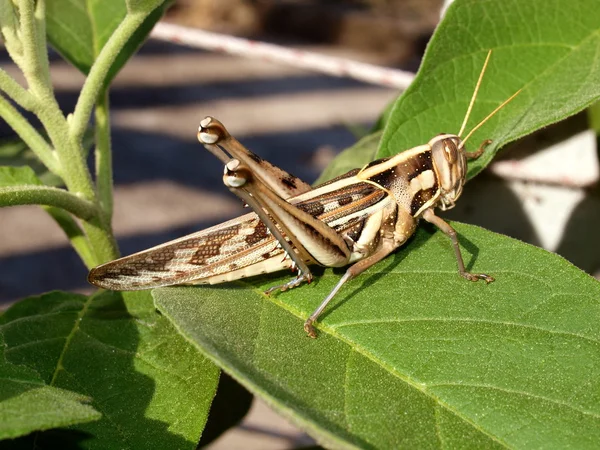 Tropical grasshopper, Vietnam — Stock Photo, Image
