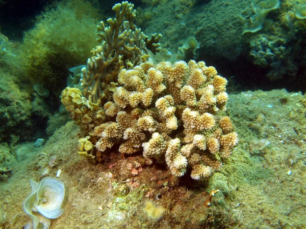 Piedra coral, Vietnam — Foto de Stock