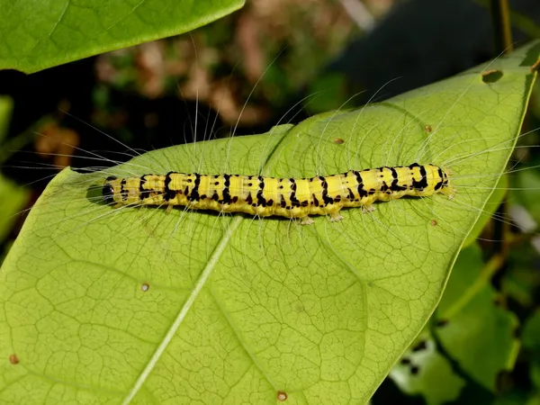 Caterpillar of the tropical butterfly, Vietnam — Stock Photo, Image