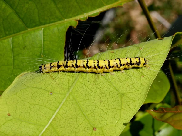 Caterpillar of the tropical butterfly, Vietnam — Stock Photo, Image
