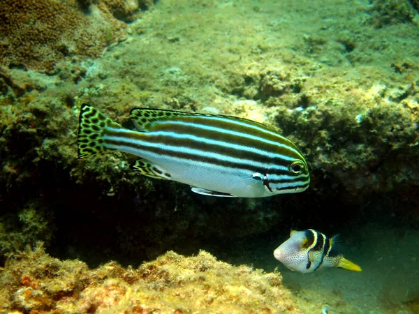 Peces coralinos, vietnam — Foto de Stock