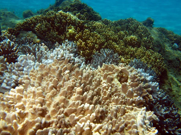软珊瑚越南 — 图库照片