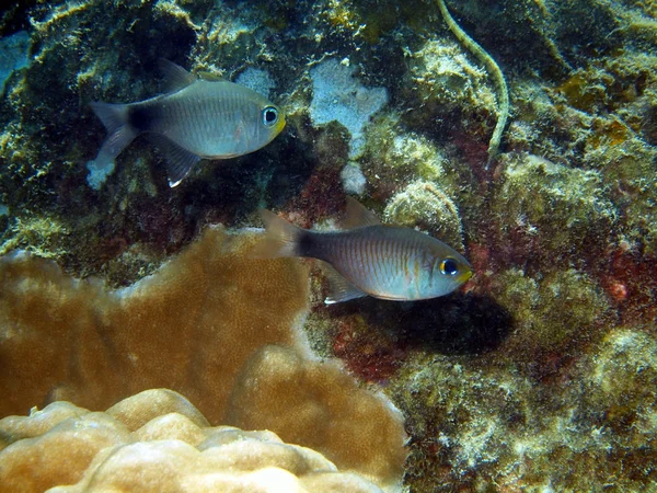 ベトナム産珊瑚礁魚類 — ストック写真