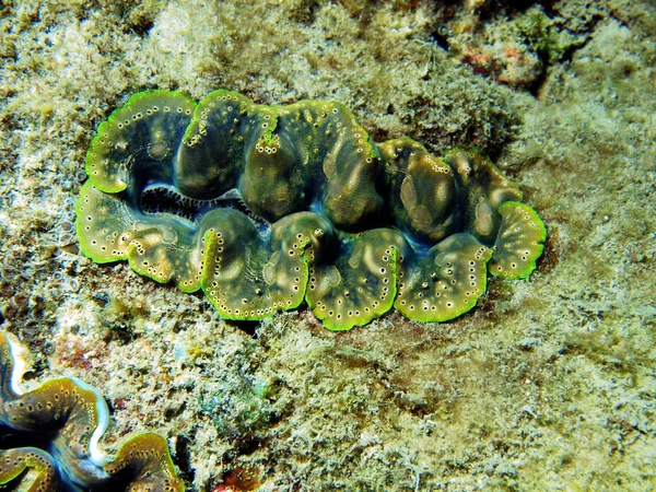 "Lèvres d'un mollusque pliant, Vietnam — Photo