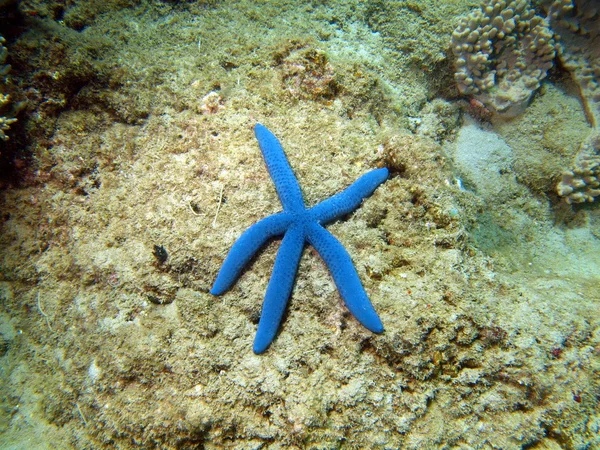 Starfish, Vietname — Fotografia de Stock