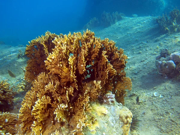Камінь coral, В'єтнам — стокове фото