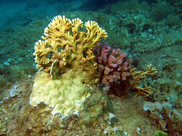 Stone coral, Vietnam — Stock Photo, Image