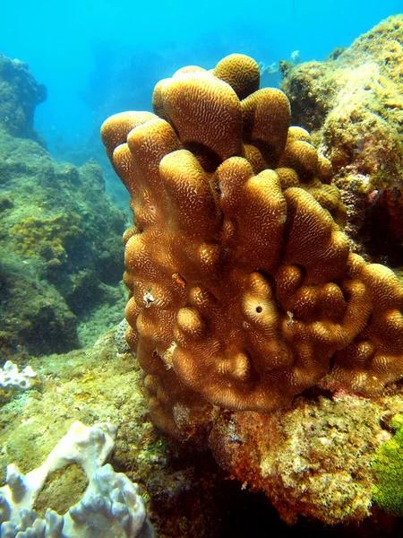 Piedra coral, Vietnam —  Fotos de Stock