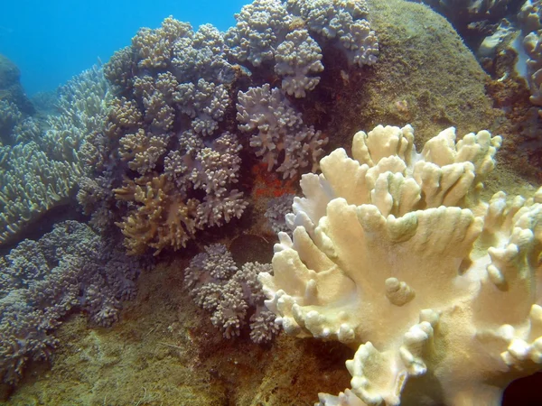 Soft coral, Vietnam — Stock Photo, Image