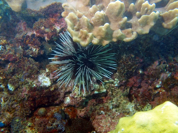 Sea urchin, Vietnam — Stock Photo, Image