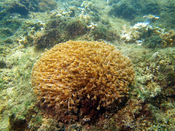 Coral blando, Vietnam — Foto de Stock