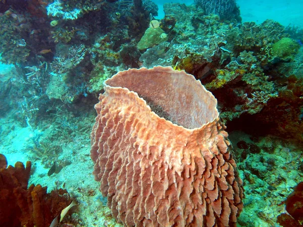 Éponges, Mer des Philippines — Photo