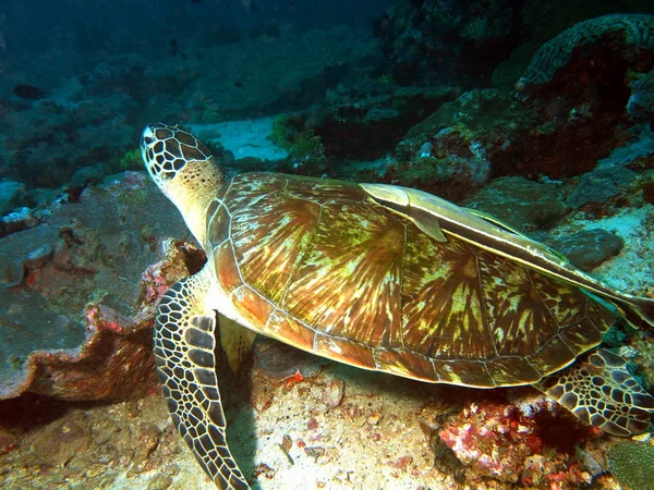 Tengeri teknős, a filippínó-tenger — Stock Fotó
