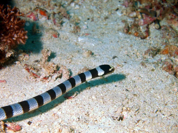 Serpente marino, mare delle Filippine — Foto Stock