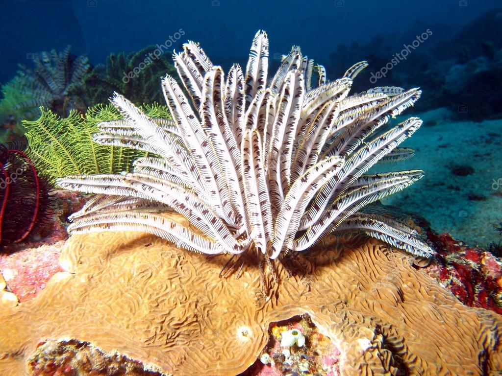 Sea lily of the Philippine sea Stock Photo by ©vodolaz 19970343