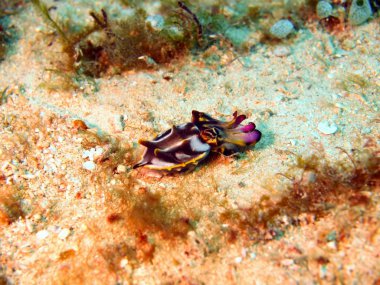 renkli mürekkep balığının mürekkebi