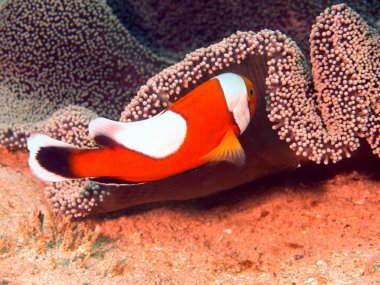 Fish-clown clipart