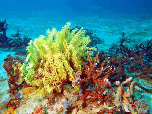 Sea lily of the Philippine sea — Stock Photo, Image