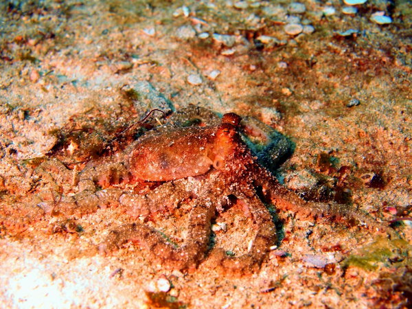Sandy octopus