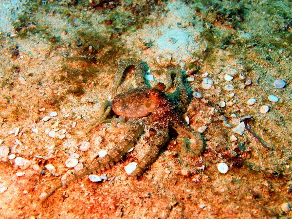 Sandy octopus — Stock Photo, Image